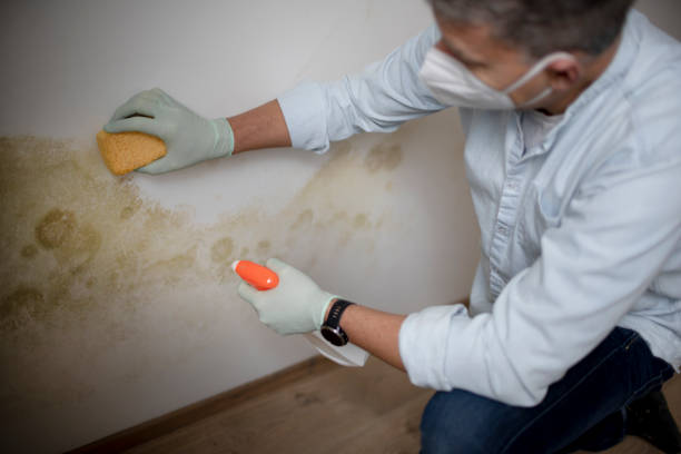 Best Attic Mold Remediation in Idalou, TX