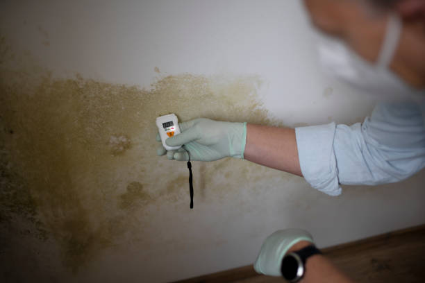 Best Residential Mold Remediation in Idalou, TX