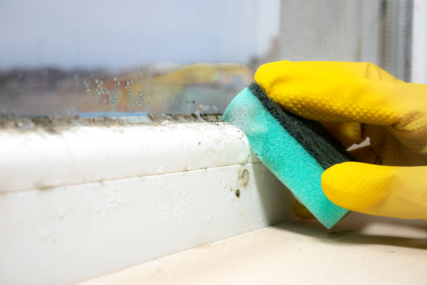 Best Bathroom Mold Remediation in Idalou, TX