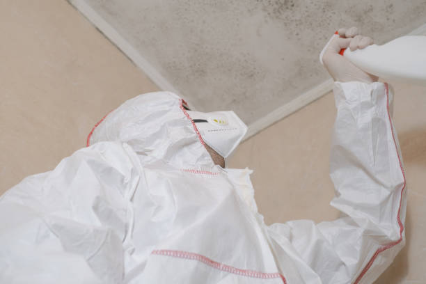 Best Attic Mold Remediation in Idalou, TX