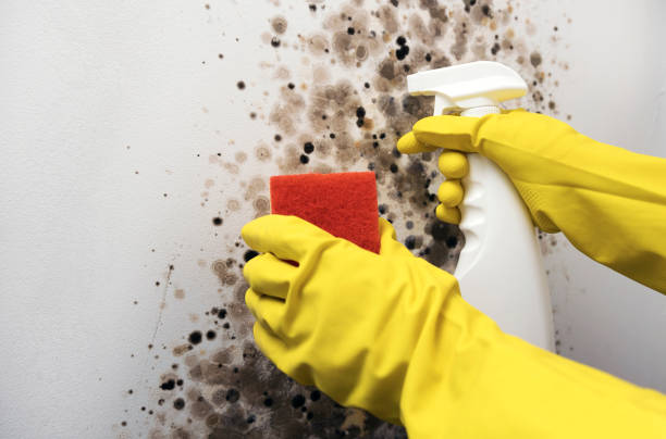Best HVAC Mold Remediation in Idalou, TX