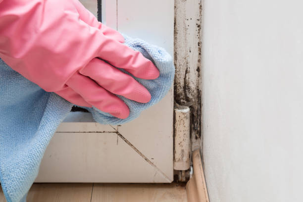 Best Industrial Mold Remediation in Idalou, TX