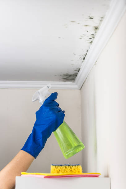 Best Commercial Mold Remediation in Idalou, TX